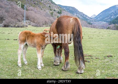 Alimentation de petits chevaux dans les Pyrénées catalanes Banque D'Images