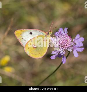 Colias alfatariensis, syn. Colias australis, connu sous le nom de Bergers papillon jaune obscurci Banque D'Images
