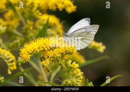 Pieris napi, connu sous le nom de papillon blanc à veiné vert, papillon blanc à veiné vert Banque D'Images