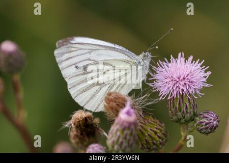 Pieris napi, connu sous le nom de papillon blanc à veiné vert, papillon blanc à veiné vert Banque D'Images