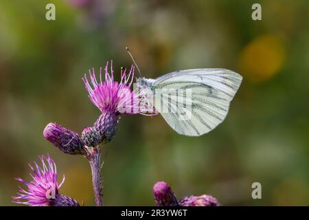 Pieris napi, connu sous le nom de papillon blanc à veiné vert, papillon blanc à veiné vert Banque D'Images