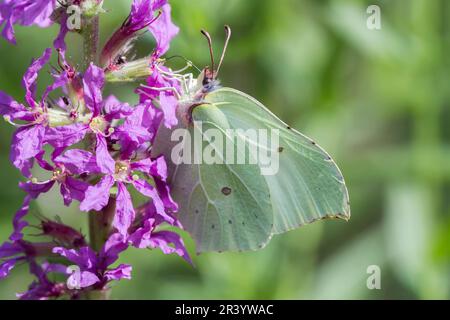 Gonepteryx rhamni, papillon femelle, connu sous le nom de Brimstone, Brimstone commun, papillon de Brimstone Banque D'Images