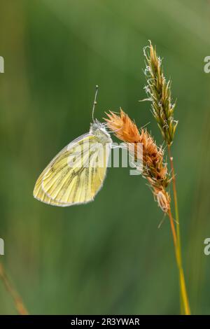 Pieris napi, connu sous le nom de papillon blanc à veiné vert (deuxième génération) Banque D'Images