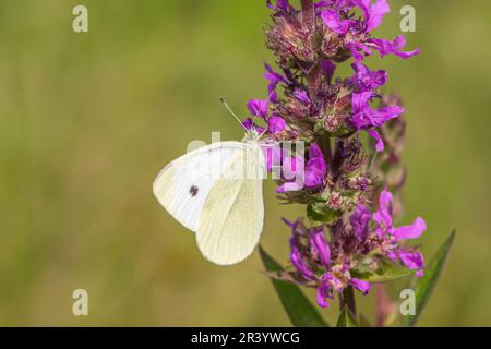 Pieris brassicae, connu sous le nom de grand blanc, papillon de chou, blanc de chou, blanc de gros chou Banque D'Images