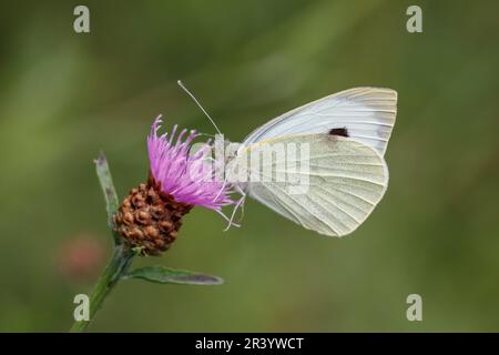 Pieris brassicae, connu sous le nom de grand blanc, papillon de chou, blanc de chou, blanc de gros chou Banque D'Images