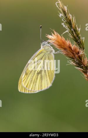 Pieris napi, connu sous le nom de papillon blanc à veiné vert (deuxième génération) Banque D'Images