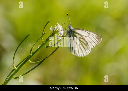 Pieris napi, connu sous le nom de papillon blanc à veiné vert, papillon blanc à veiné vert Banque D'Images