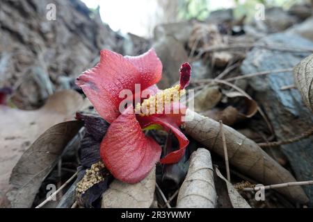 Talipariti elatum (Syn. Hibicus elatus) Banque D'Images