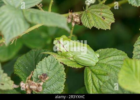 Hyla arborea, connue sous le nom de grenouille d'arbre européenne, grenouille d'arbre, grenouille d'arbre commune d'Allemagne Banque D'Images
