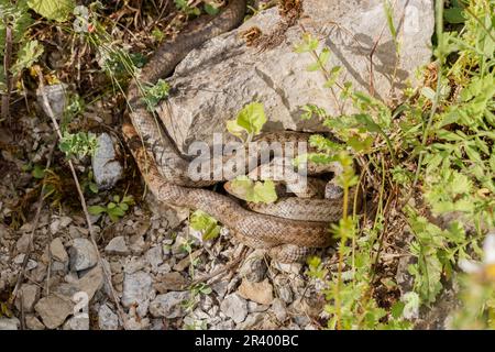 Coronella austriaca, connue sous le nom de serpent doux d'Allemagne Banque D'Images