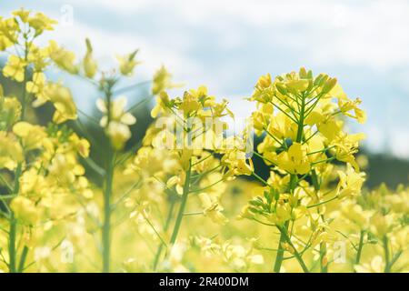 Champ de colza jaune fleuri. Champ agricole avec plantes de colza. Oléagineux, canola, colza. Agriculture, biotechnologie, carburant, industrie alimentaire, alte Banque D'Images