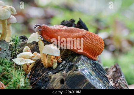 Arion rufus, connu sous le nom de Slug rouge européen, grande Slug rouge, arion au chocolat Banque D'Images