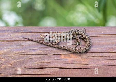 Zootoca vipara, syn. Lacerta vivipara, connue sous le nom de lézard commun, lézard vivipare Banque D'Images