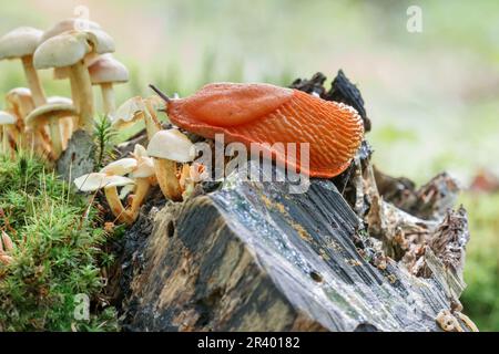 Arion rufus, connu sous le nom de Slug rouge européen, grande Slug rouge, arion au chocolat Banque D'Images