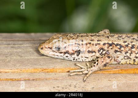 Zootoca vipara, syn. Lacerta vivipara, connue sous le nom de lézard commun, lézard vivipare Banque D'Images