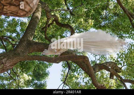 Pavo statut ut. alba, connue sous le nom de la tourbière indienne, la tourbière blanche, la tourbière, la tourbière commune Banque D'Images