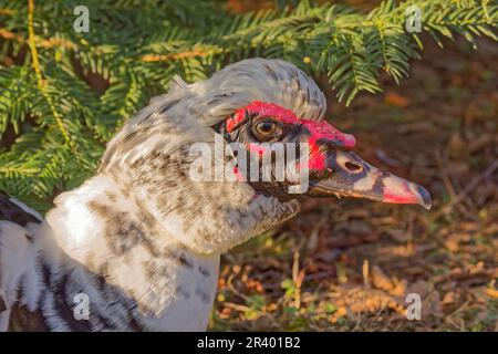 Cairina moschata domestica, connu sous le nom de canard de muscovy domestique, un canard hybride Banque D'Images