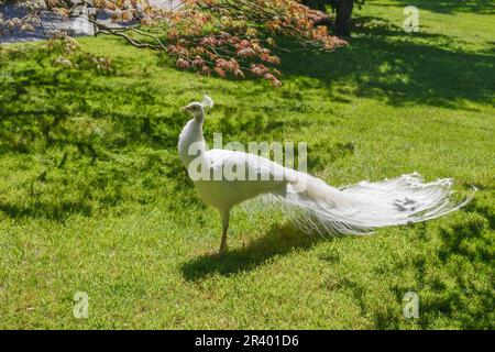 Pavo statut ut. alba, connue sous le nom de la tourbière indienne, la tourbière blanche, la tourbière, la tourbière commune Banque D'Images