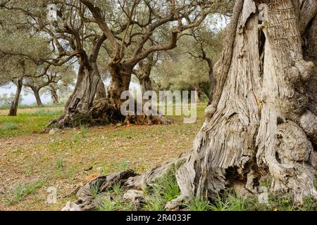 Son Marroig. Olivar.Deia.Sierra de Tramuntana.Mallorca.Baleares.España Banque D'Images