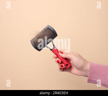 La main d'une femme tient une brosse pour enlever les poils d'animaux sur un fond beige Banque D'Images