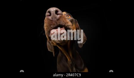 Portrait doberman pincher chien gros plan mendiant la nourriture. Isolé sur fond noir Banque D'Images