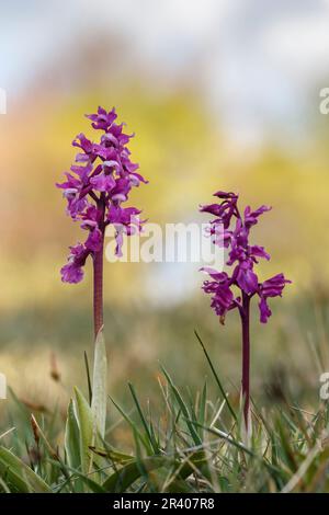 Orcis mascula, connu sous le nom d'orchidée pourpre précoce, orchidée de boucher bleu, ocre pourpre précoce Banque D'Images