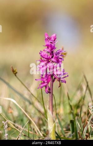 Orcis mascula, connu sous le nom d'orchidée pourpre précoce, orchidée de boucher bleu, ocre pourpre précoce Banque D'Images