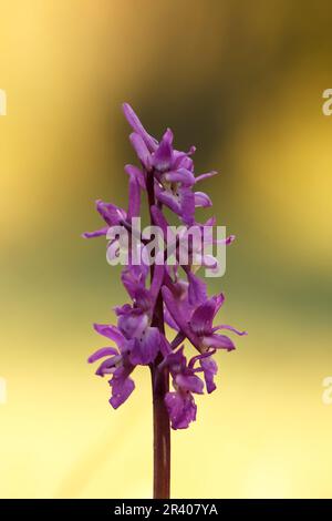 Orcis mascula, connu sous le nom d'orchidée pourpre précoce, orchidée de boucher bleu, ocre pourpre précoce Banque D'Images
