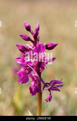 Orcis mascula, connu sous le nom d'orchidée pourpre précoce, orchidée de boucher bleu, ocre pourpre précoce Banque D'Images