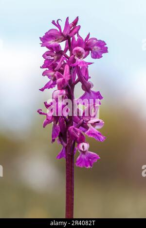Orcis mascula, connu sous le nom d'orchidée pourpre précoce, orchidée de boucher bleu, ocre pourpre précoce Banque D'Images