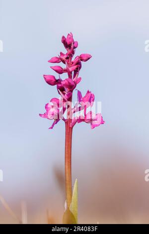 Orcis mascula, connu sous le nom d'orchidée pourpre précoce, orchidée de boucher bleu, ocre pourpre précoce Banque D'Images