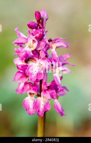 Orcis mascula, connu sous le nom d'orchidée pourpre précoce, orchidée de boucher bleu, ocre pourpre précoce Banque D'Images