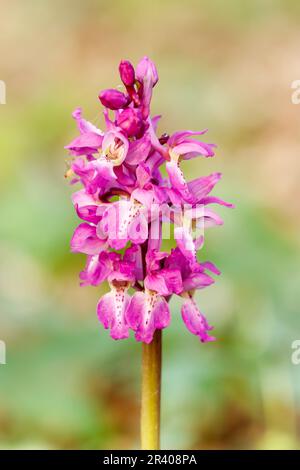 Orcis mascula, connu sous le nom d'orchidée pourpre précoce, orchidée de boucher bleu, ocre pourpre précoce Banque D'Images