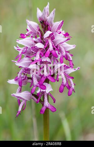 Orchis militaris, connu sous le nom d'orchidée militaire, orchidée militaire, orchidée soldat Banque D'Images
