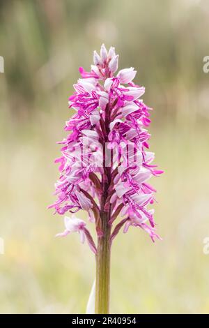 Orchis militaris, connu sous le nom d'orchidée militaire, orchidée militaire, orchidée soldat Banque D'Images