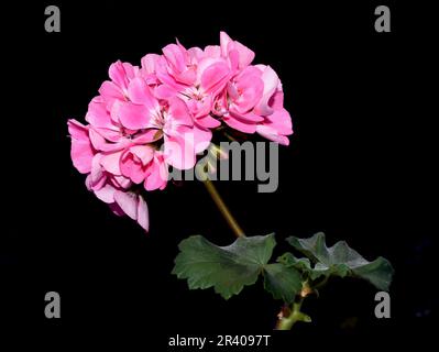 Fleur de pélargonium rose sur fond noir Banque D'Images