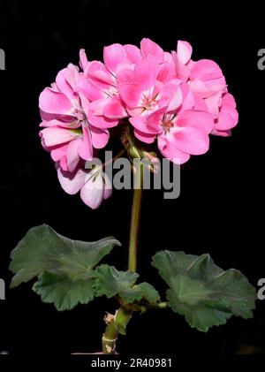Fleur de pélargonium rose sur fond noir Banque D'Images