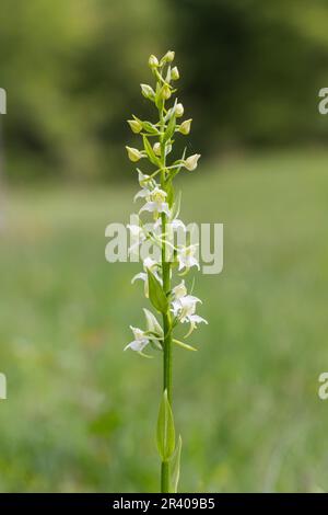 Platanthera chlorantha, connu sous le nom de plus grande orchidée papillon, plus grande orchidée papillon Banque D'Images