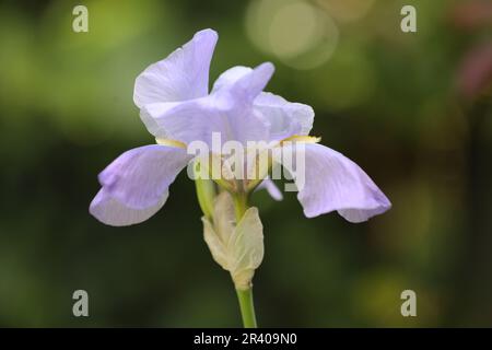 Gros plan d'un iris lilas poussant dans un jardin de campagne anglais Banque D'Images