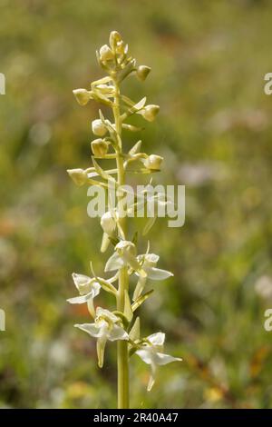 Platanthera chlorantha, connu sous le nom de plus grande orchidée papillon, plus grande orchidée papillon Banque D'Images