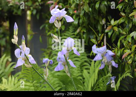 Lilas iris de couleur croissant à côté de fougères dans un jardin anglais de campagne Banque D'Images