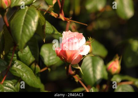 Un bourgeon rose s'ouvre au printemps Banque D'Images