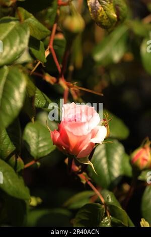 Un bourgeon rose s'ouvre au printemps Banque D'Images