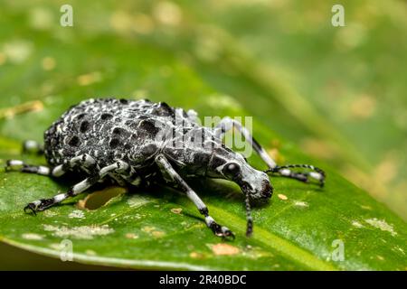 Champignon charançon, Tophoderes annulatus, Parc national de Ranomafana, faune de Madagascar Banque D'Images