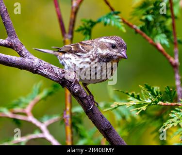 Vue de face en gros plan femelle de Finch, perchée sur une branche avec un fond de forêt de conifères dans son environnement et son habitat. Image de finch violet. Banque D'Images