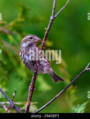 Vue rapprochée de la femme Finch, perchée sur une branche avec un fond vert dans son environnement et son habitat environnant. Image de finch violet. Banque D'Images
