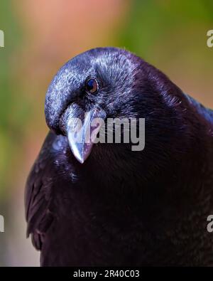 Vue de face en gros plan de Raven avec un arrière-plan arc-en-ciel coloré dans son environnement et son habitat environnant. Portrait Crow. Banque D'Images