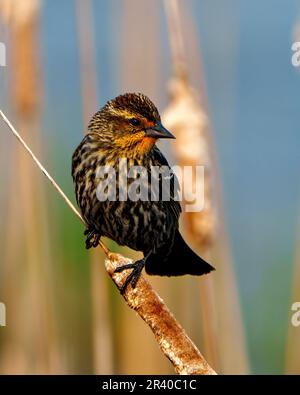 Vue rapprochée de la femelle Blackbird ailé de rouge perchée sur une queue de chat avec un arrière-plan flou dans son environnement et son habitat environnant. Banque D'Images