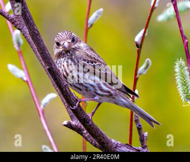 Vue rapprochée de la femelle de Purple Finch perchée sur une branche et regardant la caméra dans son environnement et son habitat avec un arrière-plan coloré. Banque D'Images