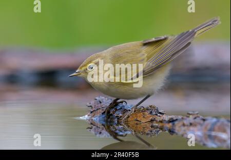 La chiffballe commune (Phylloscopus collybita) regarde curieusement sur l'étang d'eau profonde avant le bain Banque D'Images